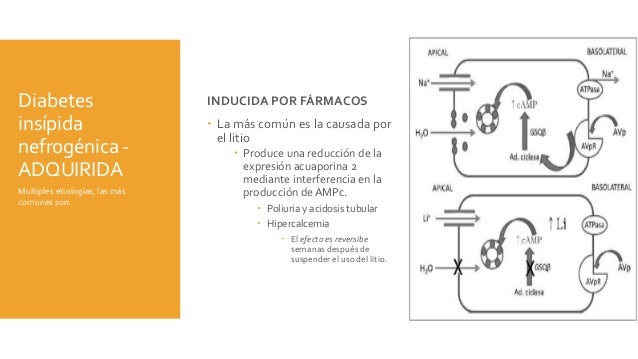 diabetes insipida nefrogenica